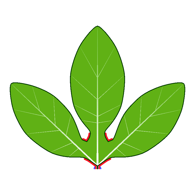 A common developmental program can produce diverse leaf shapes