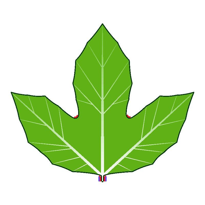 A common developmental program can produce diverse leaf shapes